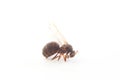 Queen Ant on White . animal isolated on a white background Royalty Free Stock Photo