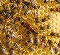 Queen bee Royalty Free Stock Photo