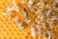 Queen bee in bee hive laying eggs Royalty Free Stock Photo