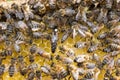 Queen bee in bee hive laying eggs Royalty Free Stock Photo