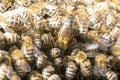 Queen bee in a bee hive surrounded Royalty Free Stock Photo