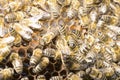 Queen bee in a bee hive surrounded by bees 2019 Royalty Free Stock Photo