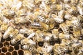 Queen bee in a bee hive surrounded by bees Royalty Free Stock Photo