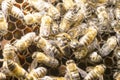 Queen bee in a bee hive surrounded Royalty Free Stock Photo