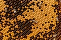 Queen bee in a beehive laying eggs supported by worker bees Royalty Free Stock Photo