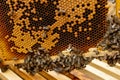 Queen bee in a beehive laying eggs supported by worker bees Royalty Free Stock Photo