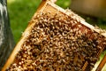 Queen bee in a beehive laying eggs supported by worker bees Royalty Free Stock Photo