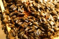 Queen bee in a beehive laying eggs supported by worker bees. Apiculture Royalty Free Stock Photo