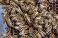 Queen bee - Beekeeping in the Czech Republic - honey bee, details of hive, honeycombs and bees Royalty Free Stock Photo