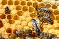 The Queen bee with the bees on the combs Royalty Free Stock Photo