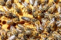 The Queen bee with the bees on the combs Royalty Free Stock Photo