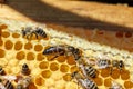 The Queen bee with the bees on the combs Royalty Free Stock Photo