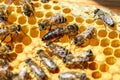 The Queen bee with the bees on the combs Royalty Free Stock Photo