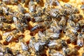 The Queen bee with the bees on the combs Royalty Free Stock Photo