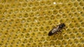 Young queen bee on a honeycomb.