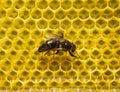 Young queen bee on a honeycomb