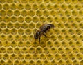 Young queen bee on a honeycomb Royalty Free Stock Photo