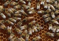 Queen bee on comb with worker bees Royalty Free Stock Photo