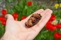 Queen bee cup in beekeeper hand. When conditions are favorable for swarming