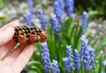 Queen bee cup in beekeeper hand. When conditions are favorable for swarming, the queen will start laying eggs in queen cups