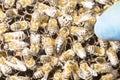 Queen bee in a bee hive surrounded by bees 2019 Royalty Free Stock Photo