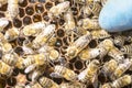 Queen bee in a bee hive surrounded by bees 2019 Royalty Free Stock Photo
