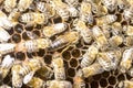 Queen bee in a bee hive surrounded by bees 2019 Royalty Free Stock Photo