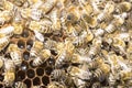 Queen bee in a bee hive surrounded by bees 2019 Royalty Free Stock Photo