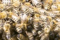 Queen bee in a bee hive surrounded Royalty Free Stock Photo