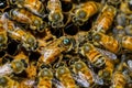 Queen bee in a hive surrounded by many bees Royalty Free Stock Photo