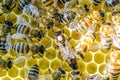Queen bee is larger than worker bee. Queen bee surrounded by her workers.