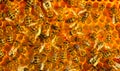 Queen bee lay eggs in the honeycomb Royalty Free Stock Photo