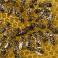 Queen bee lays eggs in cell Royalty Free Stock Photo