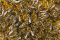 Queen bee lays eggs in cell Royalty Free Stock Photo