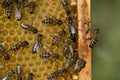 Queen bee lays eggs in cell Royalty Free Stock Photo