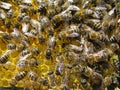 Queen bee Ã¢â¬â the mistress of the colony of bees