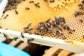 Queen bee surrounded by nurse bees on wax frame, attending to her and fostering the colony.