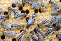 Queen bee is always surrounded by the workers bees - their servant. Queen bee lays eggs in the cell. Royalty Free Stock Photo