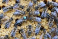 Queen bee is always surrounded by the workers bees - their servant. Queen bee lays eggs in the cell. Royalty Free Stock Photo