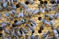 Queen bee is always surrounded by the workers bees - their servant. Queen bee lays eggs in the cell. Royalty Free Stock Photo