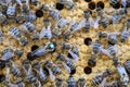 Queen bee is always surrounded by the workers bees - their servant. Queen bee lays eggs in the cell.