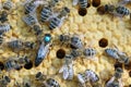 Queen bee is always surrounded by the workers bees - their servant. Queen bee lays eggs in the cell. Royalty Free Stock Photo