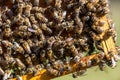 The queen bee swarm. Close-up of a queen bee