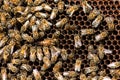 The queen bee swarm. Close-up of a queen bee Royalty Free Stock Photo