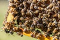 The queen bee swarm - selective focus Royalty Free Stock Photo