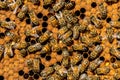 The queen bee swarm Royalty Free Stock Photo