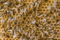 The queen bee swarm Royalty Free Stock Photo