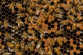 The queen bee swarm Royalty Free Stock Photo