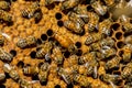 The queen bee swarm Royalty Free Stock Photo