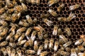 The queen bee swarm - selective focus Royalty Free Stock Photo